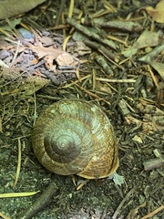 Helminthoglypta arrosa