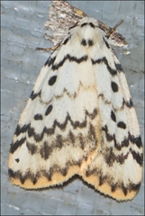 Hectobrocha pentacyma