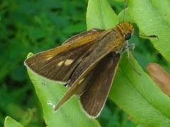 Euphyes bimacula