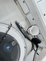 Scomberomorus cavalla