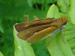 Euphyes bimacula