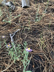 Erigeron breweri