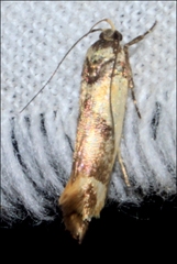 Macrobathra chrysotoxa