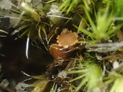 Octospora maireana