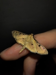 Ategumia