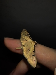 Ategumia