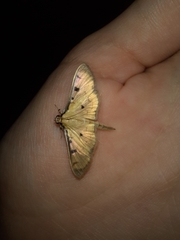 Ategumia