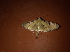 Ategumia