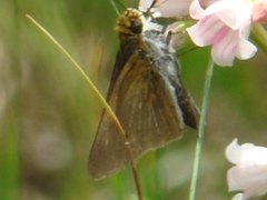 Euphyes bimacula