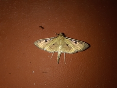 Ategumia