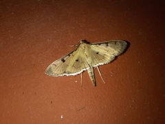 Ategumia