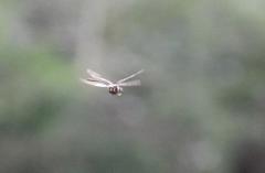 Somatochlora provocans