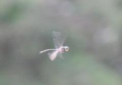 Somatochlora provocans