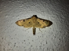Ategumia