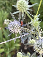 Anastrangalia laetifica