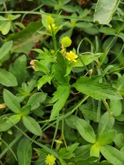 Ranunculus chinensis