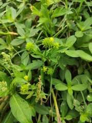 Ranunculus chinensis