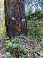 Lilium kelloggii