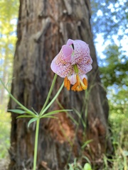 Lilium kelloggii