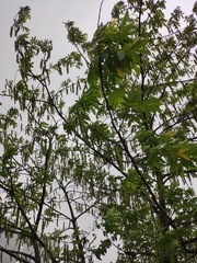 Pterocarya stenoptera