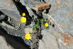 Potentilla hyparctica