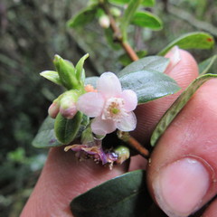 Symplocos theiformis