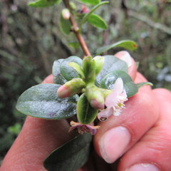 Symplocos theiformis