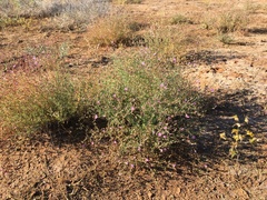 Frankenia serpyllifolia