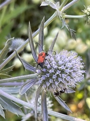 Anastrangalia laetifica