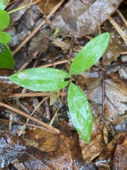 Medeola virginiana