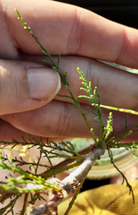 Tamarix