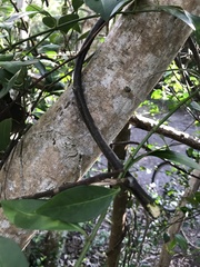 Chiococca parvifolia