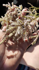 Tamarix