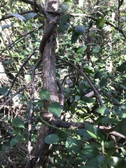 Chiococca parvifolia