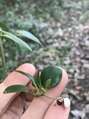 Chiococca parvifolia