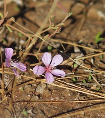 Frankenia serpyllifolia
