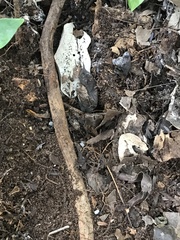 Chiococca parvifolia