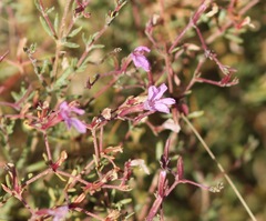 Frankenia serpyllifolia