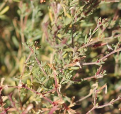 Frankenia serpyllifolia