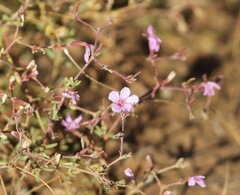 Frankenia serpyllifolia