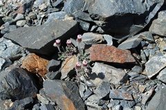 Erigeron denalii