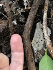 Chiococca parvifolia