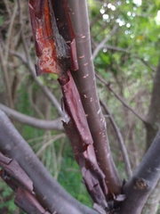 Bursera kerberi