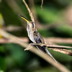 Phaethornis rupurumii