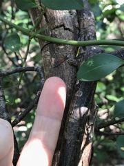 Chiococca parvifolia