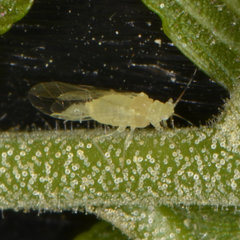 Chromaphis juglandicola