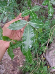 Bursera kerberi