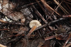 Auriscalpium vulgare