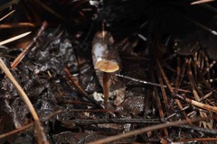 Auriscalpium vulgare