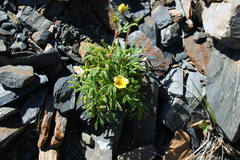 Potentilla biflora